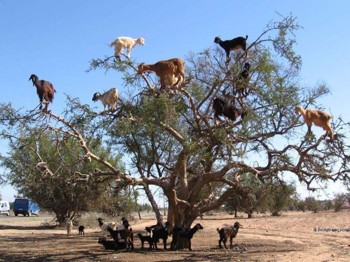 全世界的山羊都上山，为何只有摩洛哥的山羊上树？