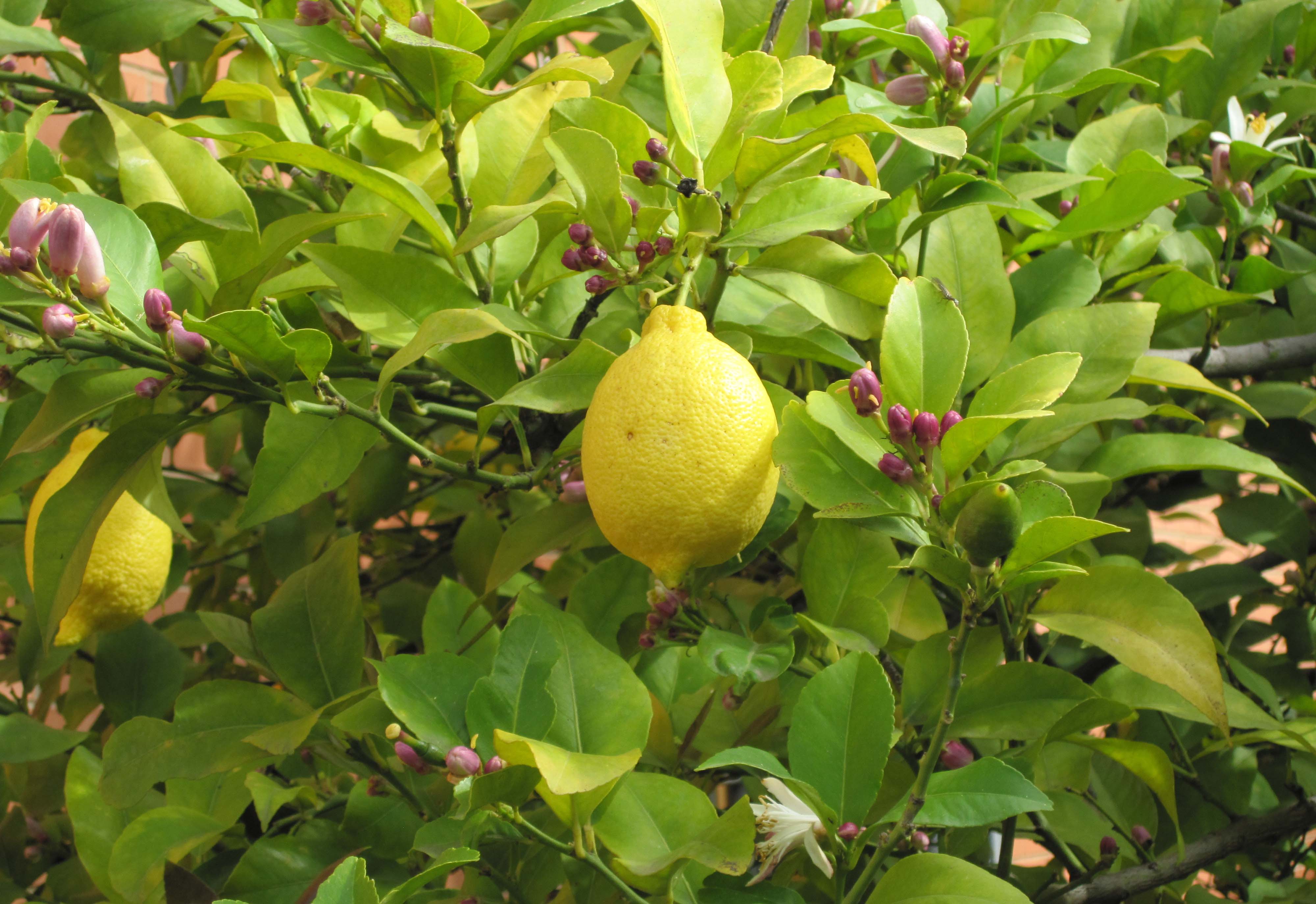 柠檬又称柠果、洋柠檬、益母果等。柠檬因其味极酸，孕妇最喜食，故称益母果或益母子。柠檬中含有丰富的柠檬酸，因此被誉为“柠檬酸仓库”。