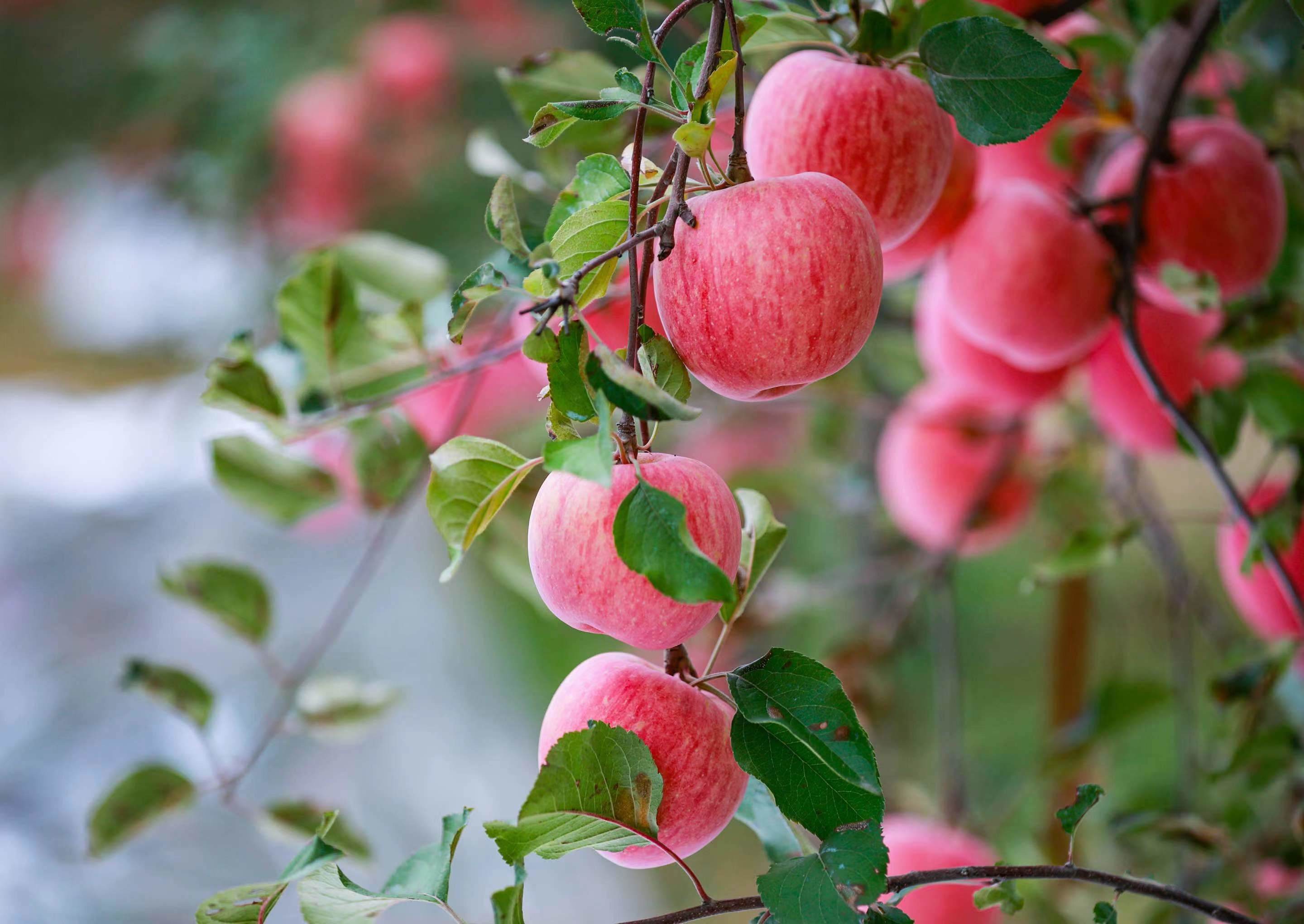苹果是蔷薇科苹果亚科苹果属植物，其树为落叶乔木。苹果营养价值很高，富含矿物质和维生素，含钙量丰富，有助于代谢掉体内多余盐分，苹果酸可代谢热量，防止下半身肥胖。