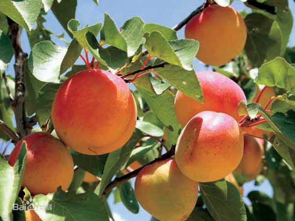 杏是重要经济果树树种，是常见水果之一，营养极为丰富，内含较多的糖、蛋白质以及钙、磷等矿物质，另含维生素A原、维生素C和B族维生素等。杏木质地坚硬，是做家具的好材料；杏树枝条可作燃料...