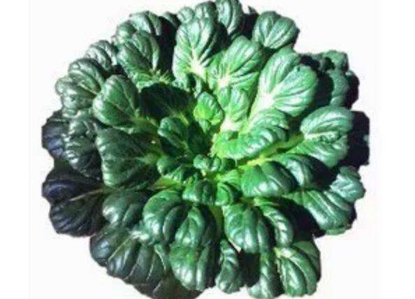 黑塌菜，本名塌科菜，是江苏省常见的一种野菜。叶子以黛青色为主，带有浓浓的黑晕，所以人们习惯地称它黑塌菜。