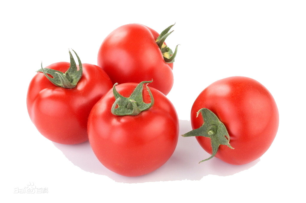 番茄，即西红柿，番茄原产南美洲，中国南北方广泛栽培。番茄的果实营养丰富，具特殊风味。可以生食、煮食、加工番茄酱、汁或整果罐藏。