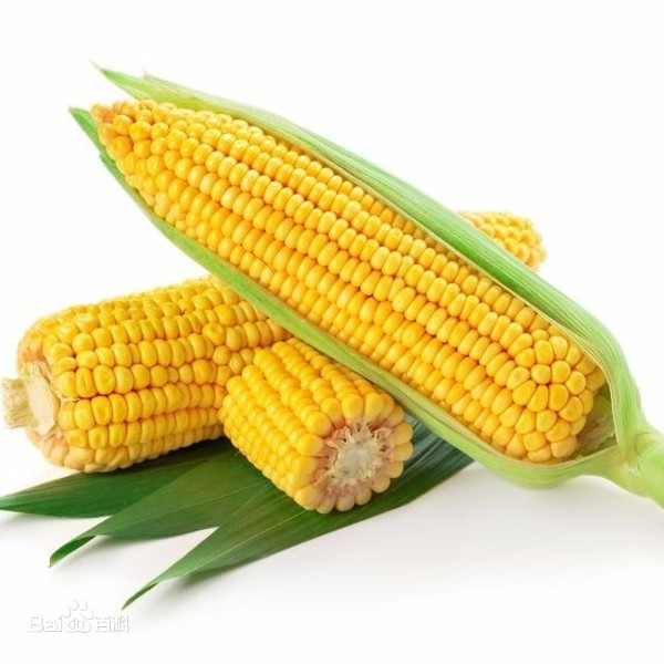 玉米（Zea