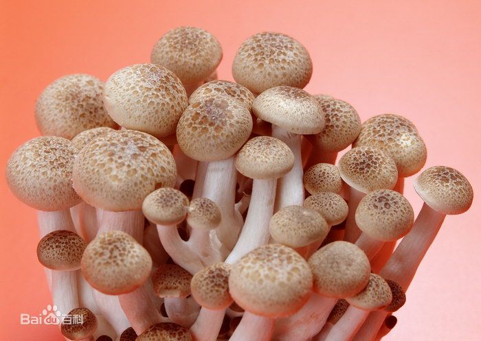 蘑菇称为双孢蘑菇，又叫白蘑菇、洋蘑菇，隶属于伞菌目，伞菌科，蘑菇属，是世界上人工栽培较广泛、产量较高、消费量较大的食用菌品种，很多国家都有栽培，其中我国总产量占世界第二位。