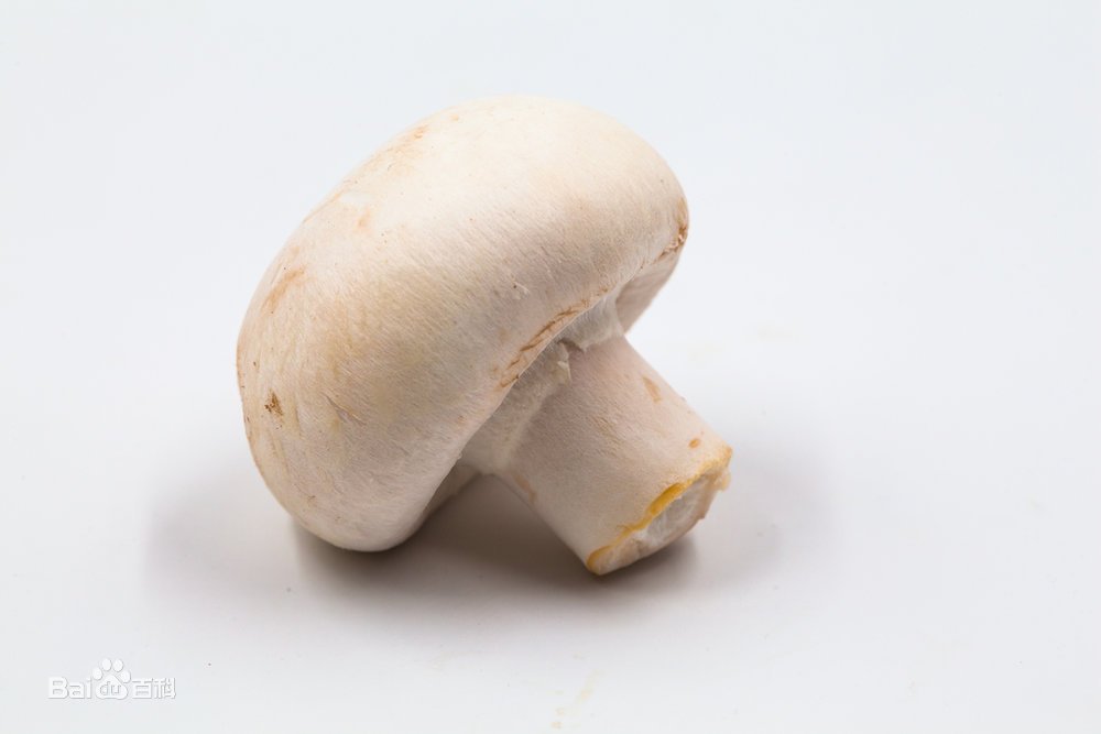 口蘑是生长在蒙古草原上的一种白色伞菌属野生蘑菇，一般生长在有羊骨或羊粪的地方，味道异常鲜美。