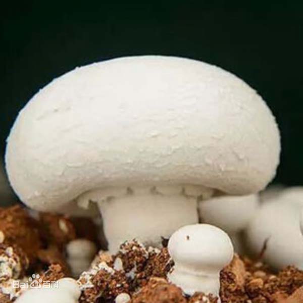 双孢蘑菇又称白蘑菇、蘑菇、洋蘑菇，欧美各国生产经营者常称之为普通栽培蘑菇或纽扣蘑菇。双孢蘑菇是世界性栽培和消费的菇类，有“世界菇”之称，可鲜销、罐藏、盐渍。双孢蘑菇的菌丝还作为制药的原料。