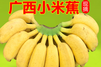 广西小米蕉