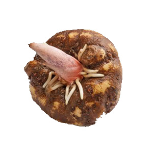 ħ
